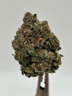Brain Rot (OGZ x Payton's Lemons)