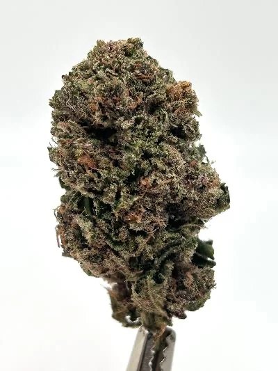 Jelly Brain (OGZ x Jelly Cookie #26)